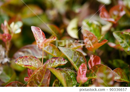 Hatsuyuki Kazura ground cover 90336657