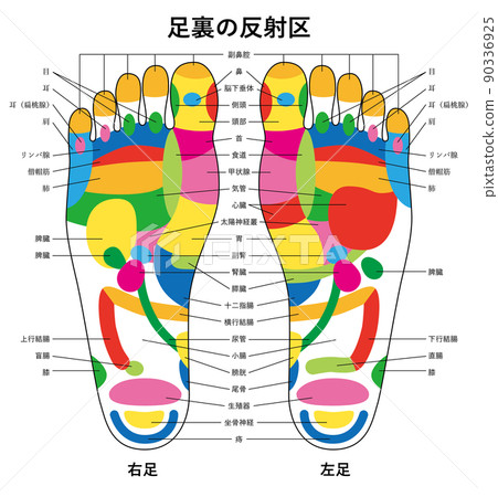 Reflex zone illustration of the sole of the foot 02 Reflex zone illustration of the sole of the foot 02 90336925