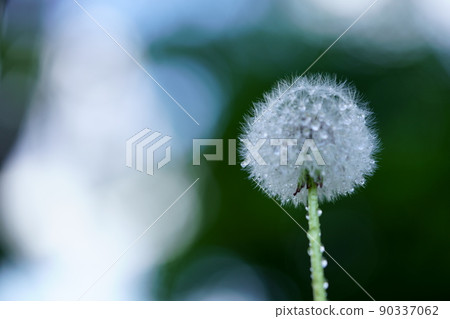 蒲公英絨毛與水滴 90337062