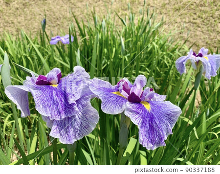 盛開的菖蒲【東公園菖蒲花園/愛知縣岡崎市】 90337188