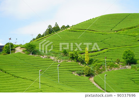 Kyoto Prefecture Landscape Assets, Wazuka Town Ishitera District, Fresh Green Tea Farm Kyoto Prefecture Landscape Assets, Wazuka Town Ishitera District, Fresh Green Tea Farm 90337696