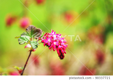 Red flower sanguineum 90337721