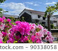 Azaleas in full bloom along the Kamo River in Yonago City, Tottori Prefecture 90338058