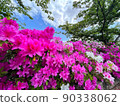 Azaleas in full bloom along the Kamo River in Yonago City, Tottori Prefecture 90338062