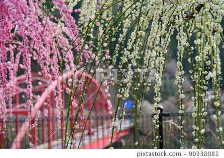 Weeping plums in Tsukigase Plum Forest, Nara 90338081