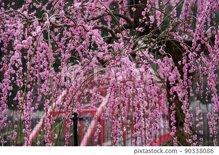 Weeping plums in Tsukigase Plum Forest, Nara Weeping plums in Tsukigase Plum Forest, Nara 90338086