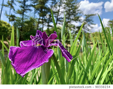 Flower Iris [East Park Flower Iris Garden / Okazaki City, Aichi Prefecture] 90338154
