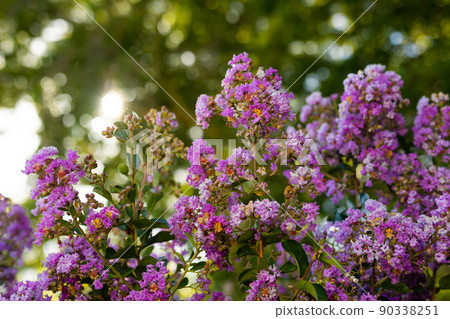 Close-up of beautiful purple flowers growing on plants against trees in park Close-up of beautiful purple flowers growing on plants against trees in park 90338251