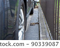 Striped snake that appeared in the parking lot of a private house 90339087