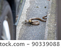 Striped snake that appeared in the parking lot of a private house 90339088