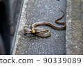 Striped snake that appeared in the parking lot of a private house 90339089