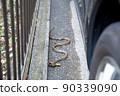 Striped snake that appeared in the parking lot of a private house 90339090