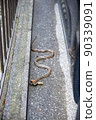 Striped snake that appeared in the parking lot of a private house 90339091