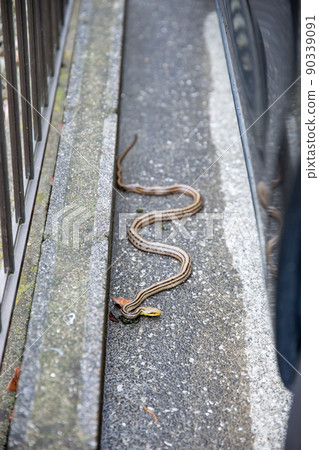Striped snake that appeared in the parking lot of a private house 90339091