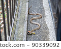 Striped snake that appeared in the parking lot of a private house 90339092
