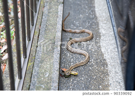 Striped snake that appeared in the parking lot of a private house 90339092