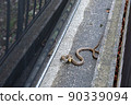 Striped snake that appeared in the parking lot of a private house 90339094