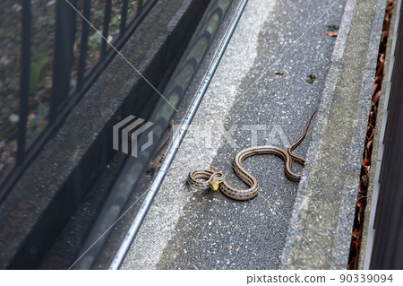 Striped snake that appeared in the parking lot of a private house 90339094