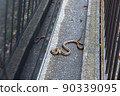 Striped snake that appeared in the parking lot of a private house 90339095