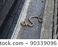 Striped snake that appeared in the parking lot of a private house 90339096