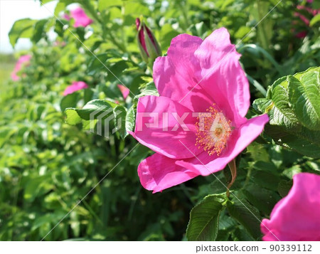 開花在沙灘的Hamanous花 開花在沙灘的Hamanous花 90339112