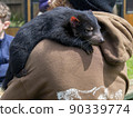 Tasmanian devil baby 90339774