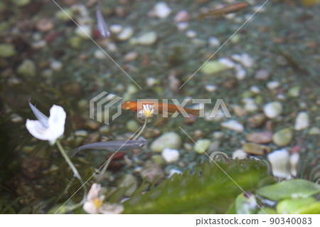 Aquatic plants and medaka Aquatic plants and medaka 90340083