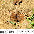 Ants working around the ant's nest 90340347