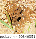 Ants and ant's nest 90340351