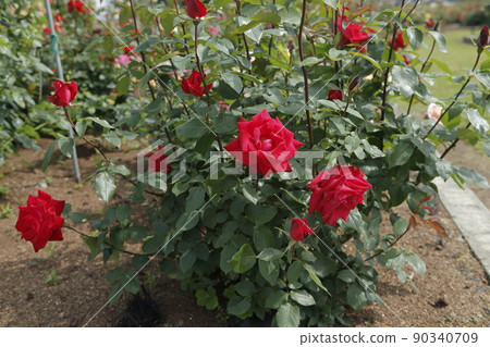 Arao City Ominous Citizen Flower Bed Rose Flower, 90340709
