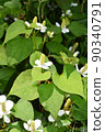 Houttuynia cordata that grows in clusters 90340791
