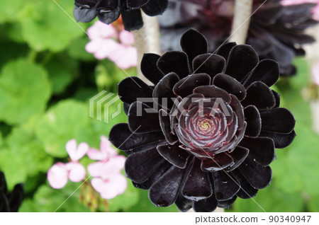 Black Flower Black Flower 90340947