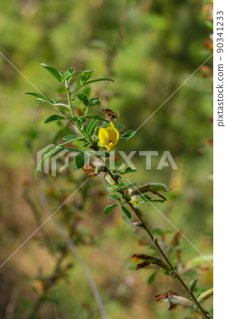 Flowering branch, Chamaecytisus ruthenicus, on natural background. Russian Broom, Chamaecytisus ruthenicus, in garden. Selective focus of flowering plant image 90341233