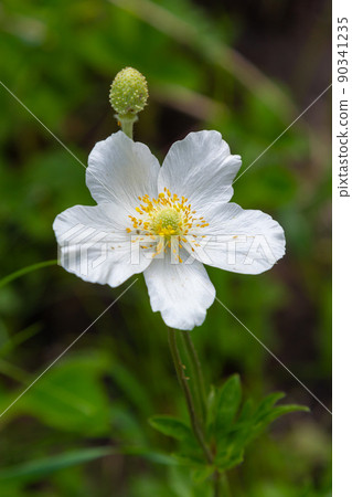Fading white flower of snowdrop anemone, Anemone sylvestris, in the middle of steles, closeup with selective focus Fading white flower of snowdrop anemone, Anemone sylvestris, in the middle of steles, closeup with selective focus 90341235