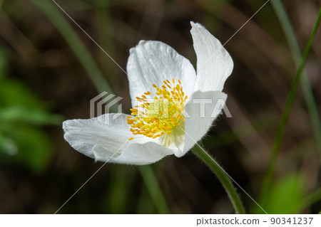 Fading white flower of snowdrop anemone, Anemone sylvestris, in the middle of steles, closeup with selective focus Fading white flower of snowdrop anemone, Anemone sylvestris, in the middle of steles, closeup with selective focus 90341237