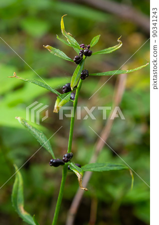 The bulbils of the coralroot, Cardamine bulbifera, in spring. In the spring forest, in the natural environment 90341243