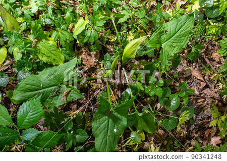 Arum maculatum in habitat. Aka snakeshead, adder's root, wild arum, arum lily, lords-and-ladies, devils and angels, cows and bulls, cuckoo-pint, Adam and Eve, bobbins and jack in the pulpit 90341248