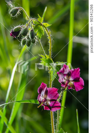 In the wild in the spring forest Geranium phaeum blooms 90341266