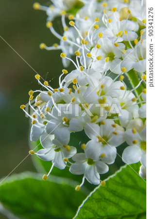 White inflorescence of on a branch of a plant called Viburnum lantana Aureum close-up 90341276
