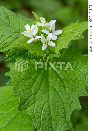 Garlic Mustard - Alliaria petiolata Common plant of woodland edge 90341301