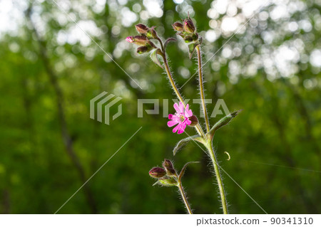 Red Campion, Silene dioica, growing wild on the banks of the River Wansbeck , Northumberland in the North East of England. A fully opened flower is shown next to unopened buds and blurred background 90341310