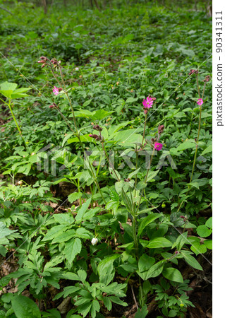 Red Campion, Silene dioica, growing wild on the banks of the River Wansbeck , Northumberland in the North East of England. A fully opened flower is shown next to unopened buds and blurred background 90341311