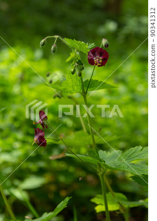 Purple and red flowers of Geranium phaeum Samobor in spring garden 90341312