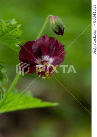 In the wild in the spring forest Geranium phaeum blooms 90341313