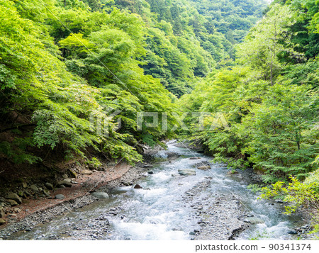 神奈川縣道70號線初夏本谷川的清新風景 神奈川縣道70號線初夏本谷川的清新風景 90341374