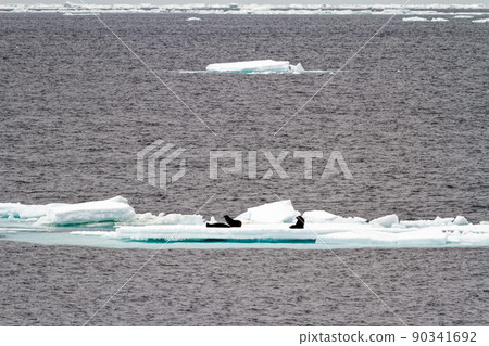 Antarctica - Seals On An Iceberg Antarctica - Seals On An Iceberg 90341692