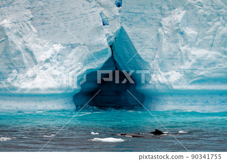 Whale - Antarctic Peninsula - Tabular Iceberg in Bransfield Strait Whale - Antarctic Peninsula - Tabular Iceberg in Bransfield Strait 90341755