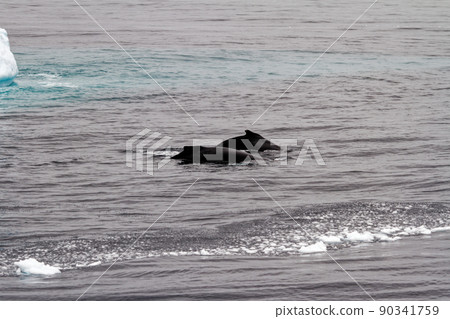 Whale - Antarctic Peninsula - Tabular Iceberg in Bransfield Strait Whale - Antarctic Peninsula - Tabular Iceberg in Bransfield Strait 90341759