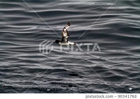 Albatross in Antarctica Albatross in Antarctica 90341768