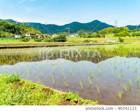 A calm rural landscape in early summer, a beautiful rice field after rice planting 90342113